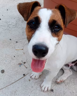Cucciolo di Jack Russel di 7 mesi