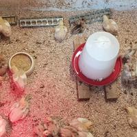 Pulcini di collo nudo e bianco