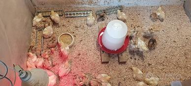 Pulcini di collo nudo e bianco