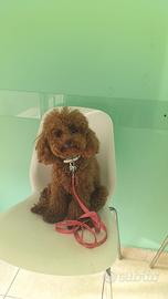 Ultimo cucciolo di barboncino maschietto