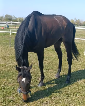 Cavallo salto