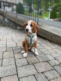 Cuccioli di cane