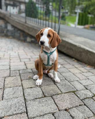 Cuccioli di cane
