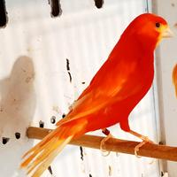 Canarini rossi anellati