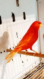 Canarini rossi anellati