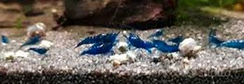 Caridine neocaridine acquario vari colori