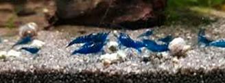 Caridine neocaridine acquario vari colori