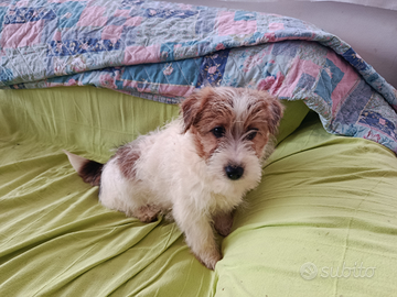 Jack russell femmina