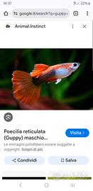 Pesciolini avanotti di Guppy