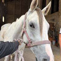 Cavallo