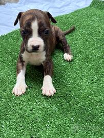 Pit Bull