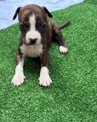 Pit Bull