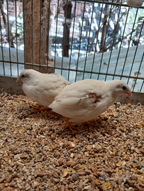 Coppia quaglie cinesi bianche / pezzate ecc