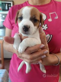 Cucciola di jack Russell
