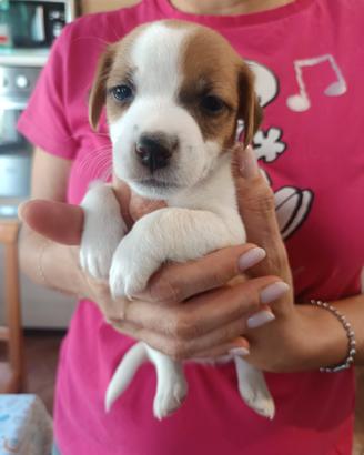 Cucciola di jack Russell
