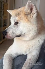 Akita inn di due anni per motivi di trasfer