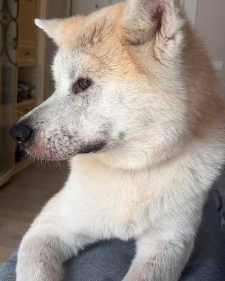 Akita inn di due anni per motivi di trasfer