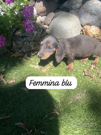 Cuccioli di bassotto nano