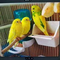 Cocorite giovani femmine n3