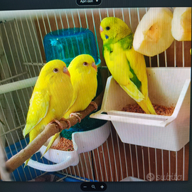 Cocorite giovani femmine n3