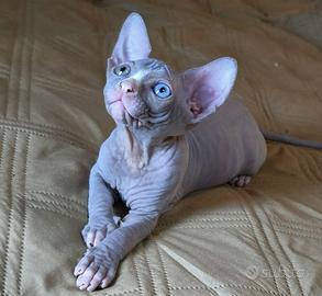 Sphynx pedigree