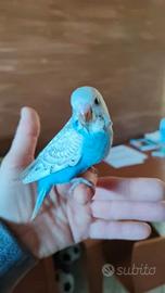 Cocorite allevate a mano