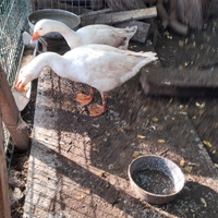 Coppia di Oche bianche