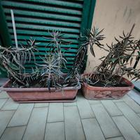 2 Piante di Kalanchoe daigremontiana ed altro