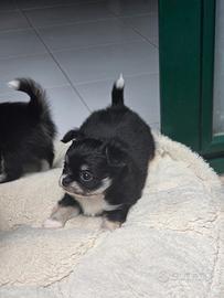 Chihuahua meravigliosi maschietti pedigree ENCI