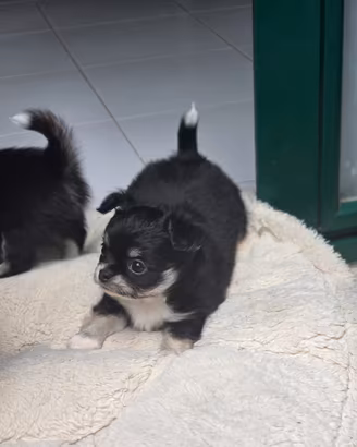 Chihuahua meravigliosi maschietti pedigree ENCI
