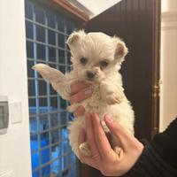 Cuccioli maltese mini toy
