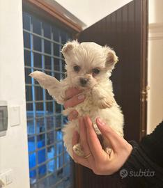 Cuccioli maltese mini toy