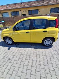 Panda icon hybrid gialla