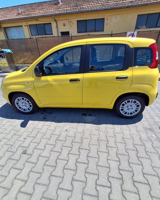 Panda icon hybrid gialla