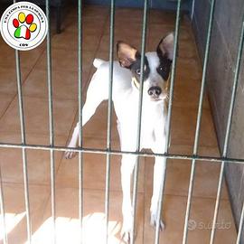 AKI giovane Bodeguero