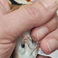 Cardellino balcanico