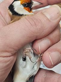 Cardellino balcanico