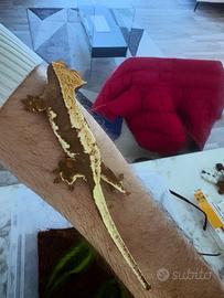 Geco ciliatus