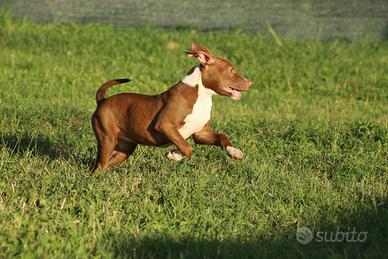 Cucciola Pit Bull con pedigree anche a rate