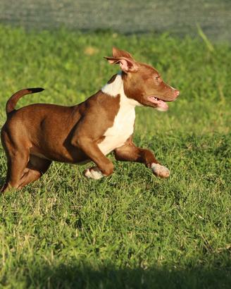 Cucciola Pit Bull con pedigree anche a rate