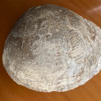 Fossile bivalve?