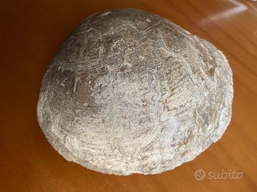 Fossile bivalve?