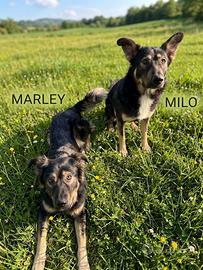 Simil Pastori - Marley e Milo