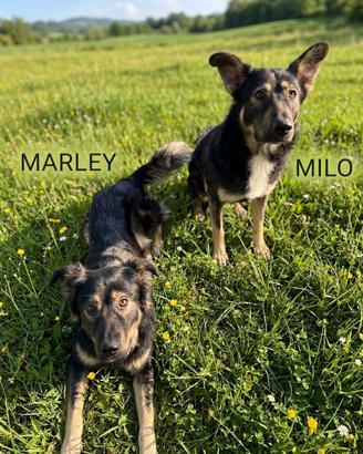 Simil Pastori - Marley e Milo