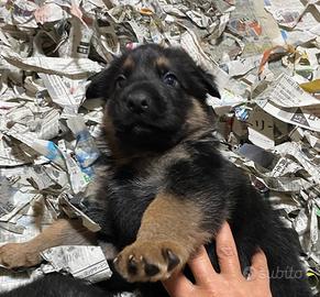 Cuccioli di pastore tedesco