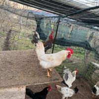 Galli pollo