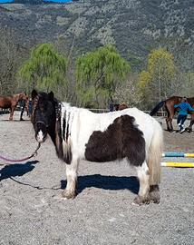 Mini pony 9 anni