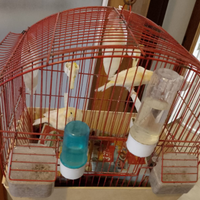 Canarini con gabbia e asta