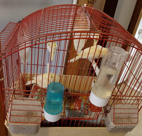 Canarini con gabbia e asta