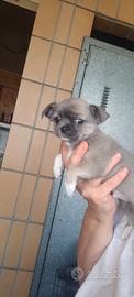 Maschietto Chihuahua